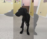 Small #1 Great Dane