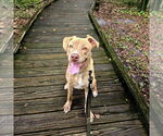 Small #3 Labrador Retriever Mix
