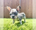 Small Photo #44 French Bulldog Puppy For Sale in MOBILE, AL, USA