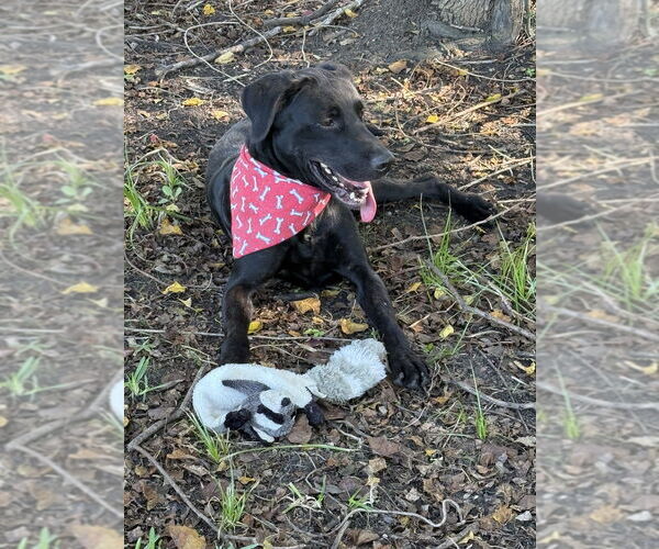 Medium Photo #12 Mutt Puppy For Sale in San Leon, TX, USA