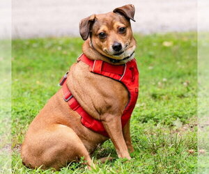 April - Female Chihuahua-Unknown Mix Dog for Adoption - Photo #2