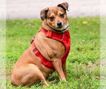 Small #1 Chihuahua Mix