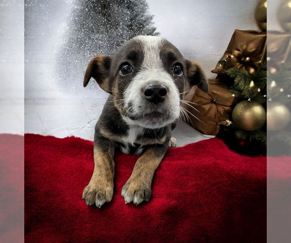 Medium Photo #7 Boxador Puppy For Sale in Vail, AZ, USA