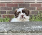 Small Photo #10 Shih Tzu Puppy For Sale in DETROIT, MI, USA
