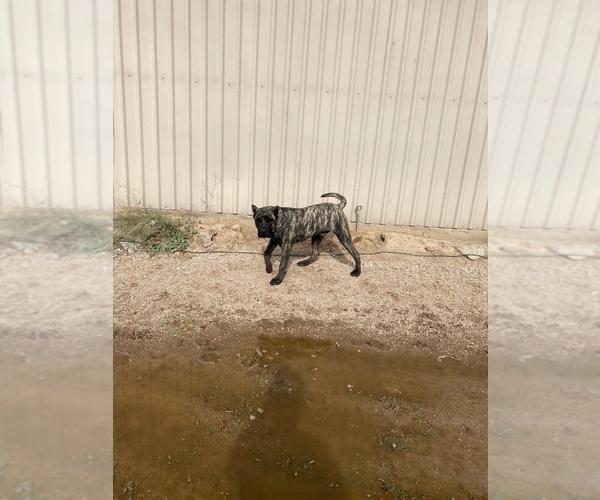 Medium Photo #10 Presa Canario Puppy For Sale in MESA, AZ, USA
