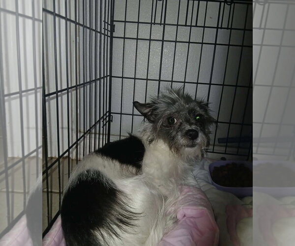 Medium Photo #1 Mutt Puppy For Sale in Grafton, WI, USA