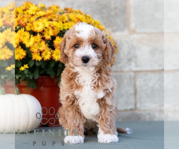 Medium Photo #2 Poodle (Miniature) Puppy For Sale in DORNSIFE, PA, USA