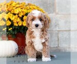 Leo - Male Poodle (Miniature) Puppy for Sale - Photo #2