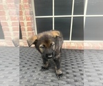 Small Photo #15 German Shepherd Dog Puppy For Sale in LANCASTER, TX, USA