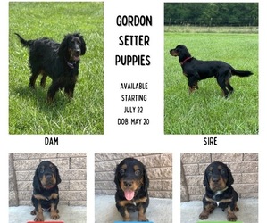 Gordon Setter Puppy for sale in PATTONSBURG, MO, USA