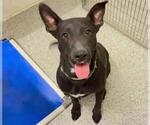 Small #1 Labrador Retriever