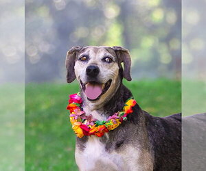Catahoula Leopard Dog-Unknown Mix Dogs for adoption in Unionville, PA, USA