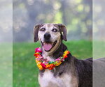 Small Catahoula Leopard Dog Mix