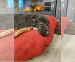 Small Photo #3 German Shepherd Dog Puppy For Sale in ELMA, IA, USA