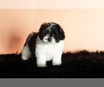 Small Photo #4 Zuchon Puppy For Sale in WOLCOTTVILLE, IN, USA