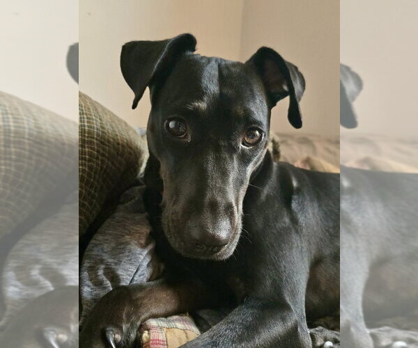 Medium Photo #14 American Foxhound-Unknown Mix Puppy For Sale in Brewster, NY, USA