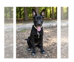 Small #5 German Shepherd Dog Mix