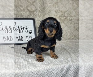 Dachshund Puppy for sale in FRANKLIN, IN, USA