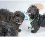 Small #3 Shih-Poo