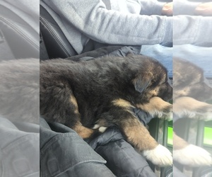 Miniature Australian Shepherd Puppy for sale in BATTLE CREEK, MI, USA