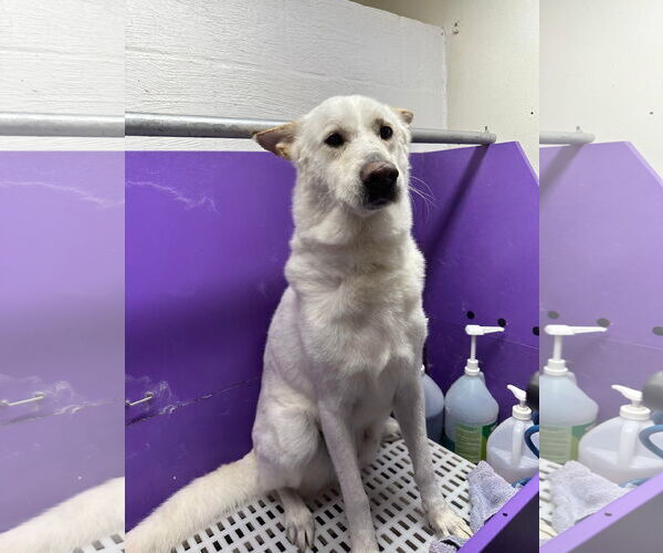 Medium Photo #10 German Shepherd Dog Puppy For Sale in Lewistown, PA, USA