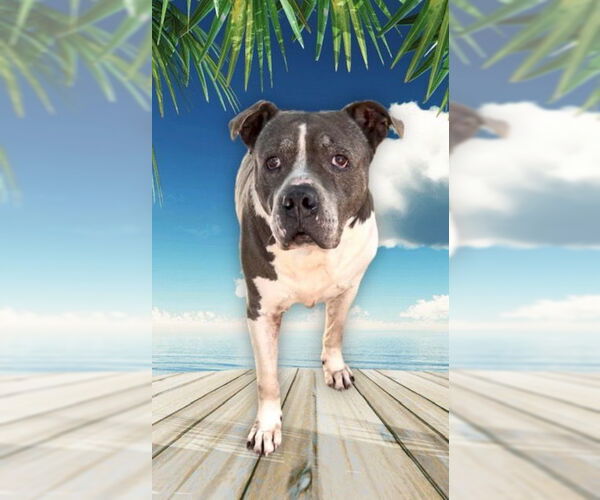 Medium Photo #14 Staffordshire Bull Terrier Puppy For Sale in Weston, FL, USA