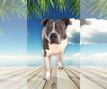 Small #13 Staffordshire Bull Terrier