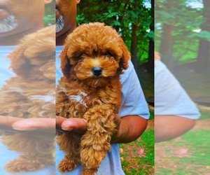 Poodle (Toy) Puppy for sale in NORCROSS, GA, USA