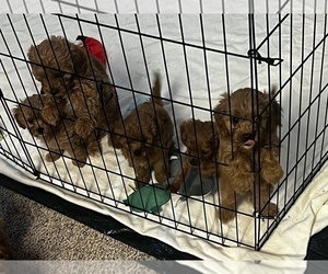 Cavapoo Puppy for sale in KALAMAZOO, MI, USA