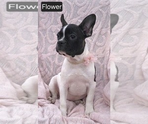 Faux Frenchbo Bulldog Puppy for sale in MINERAL WELLS, WV, USA