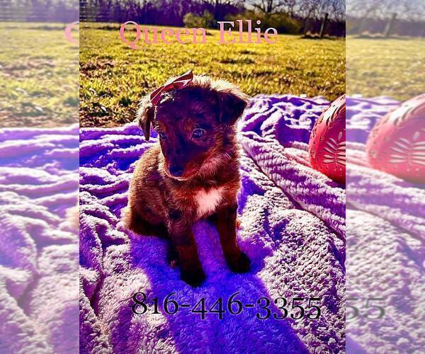 Medium Photo #15 Bernedoodle-Doodle Mix Puppy For Sale in BLUE SPRINGS, MO, USA
