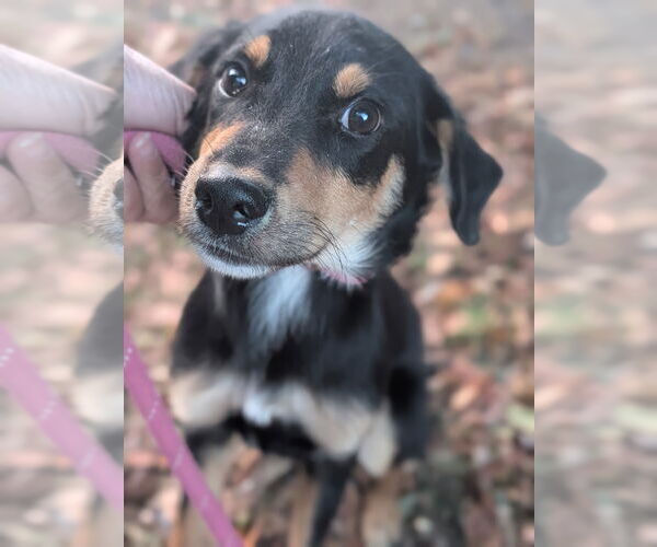 Medium Photo #1 Rottweiler-Unknown Mix Puppy For Sale in Hillsboro, NH, USA