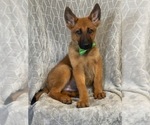 Small Photo #3 Malinois Puppy For Sale in LAKELAND, FL, USA