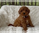 Puppy Annabelle Goldendoodle mix (+ Poodle Miniature)
