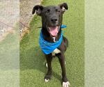 Small #1 Labrador Retriever Mix