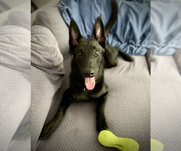 Medium Photo #3 Mutt Puppy For Sale in Imlay City, MI, USA