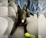 Small #2 Mutt