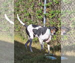 Small #2 Bluetick Coonhound