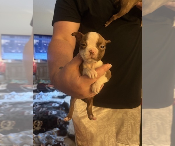 Medium Photo #2 Boston Terrier Puppy For Sale in WAHNETA, FL, USA