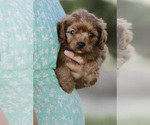 Small Photo #1 Cavapoo Puppy For Sale in ELKTON, KY, USA