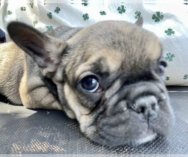 Medium Photo #5 French Bulldog Puppy For Sale in TEMPLETON, CA, USA