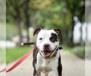Quinn - Female American Pit Bull Terrier-Unknown Mix Dog for Adoption - Photo #20