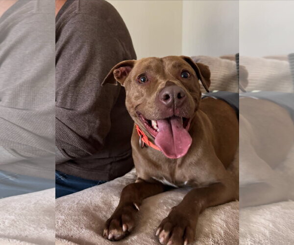 Medium Photo #8 Labrador Retriever-Unknown Mix Puppy For Sale in Doylestown, PA, USA