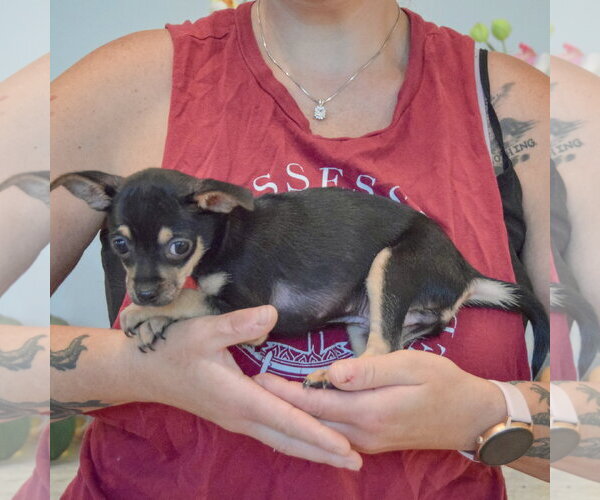 Medium Photo #4 Chihuahua Puppy For Sale in Huntley, IL, USA
