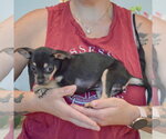 Small #3 Chihuahua