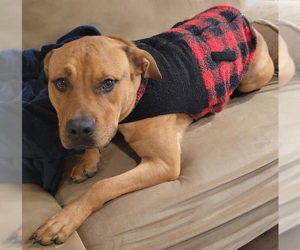 Medium Photo #1 American Staffordshire Terrier Puppy For Sale in San Antonio, TX, USA