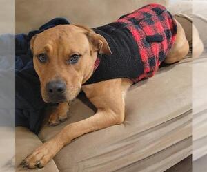 American Staffordshire Terrier Dogs for adoption in San Antonio, TX, USA