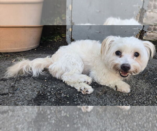 Medium Photo #2 Maltese-Unknown Mix Puppy For Sale in W Hollywood, CA, USA