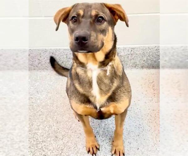 Medium Photo #3 Labrador Retriever-Unknown Mix Puppy For Sale in Houston, TX, USA