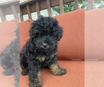 Small #1 Poodle (Toy)